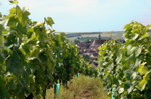 chablis